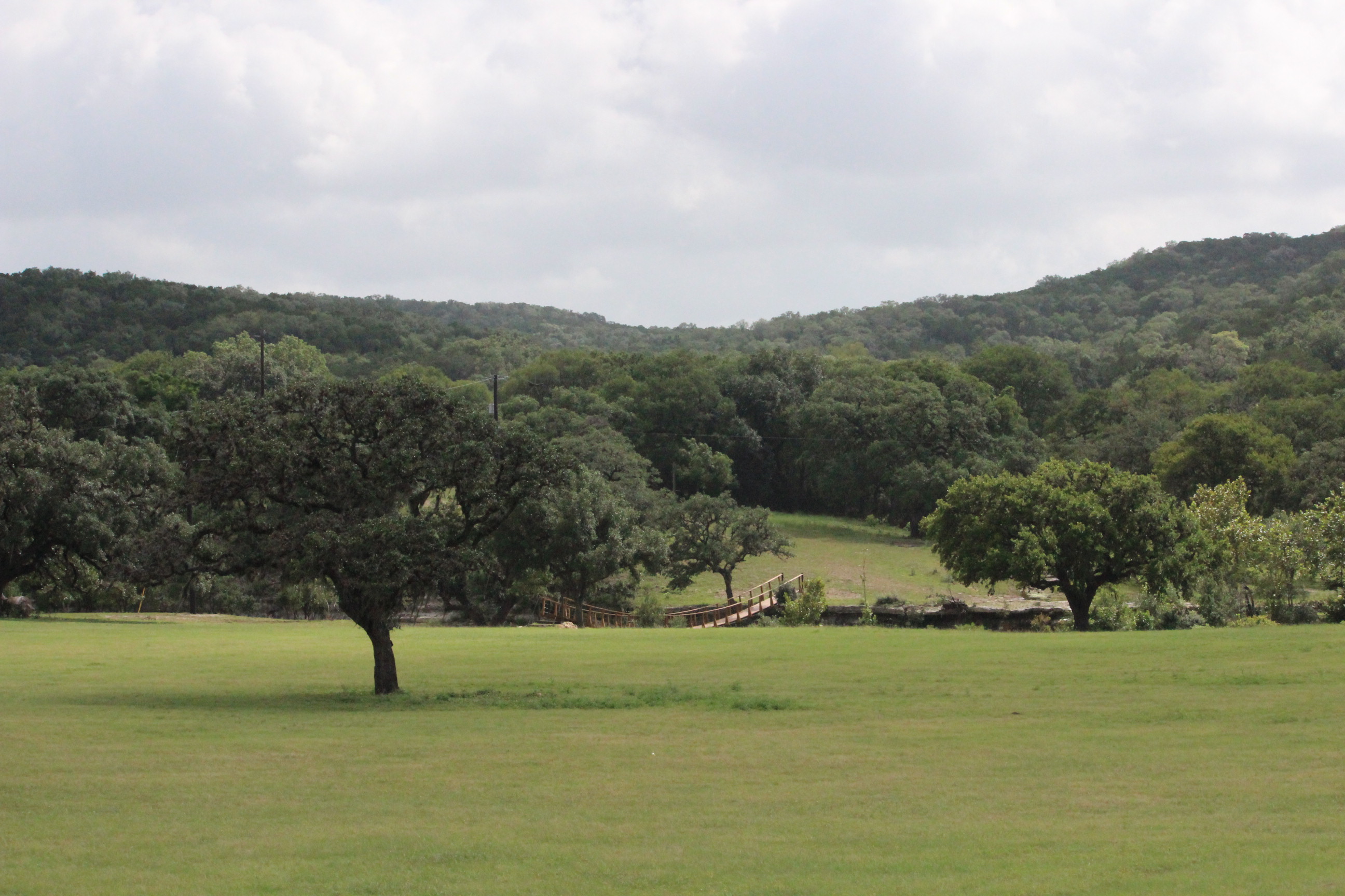Lone oak tree in field