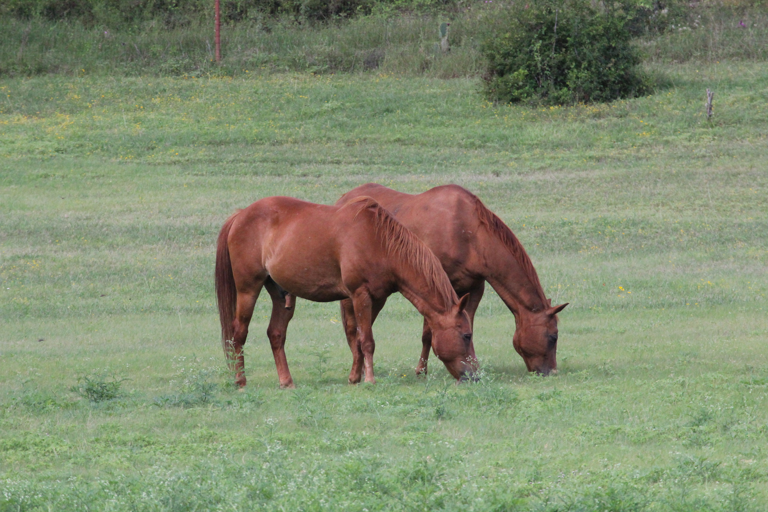 Two horses grazing in field
