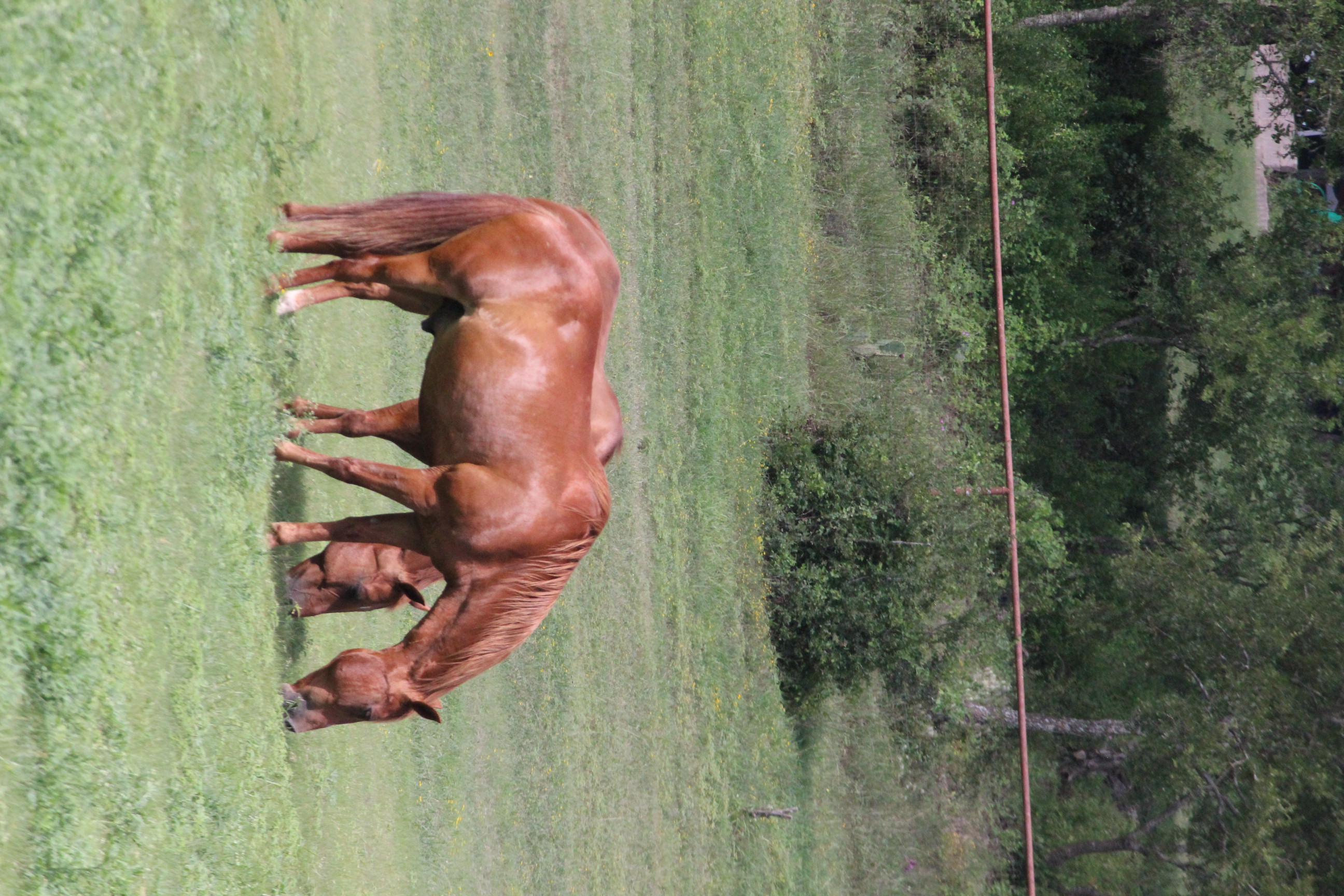 Two horses grazing in field