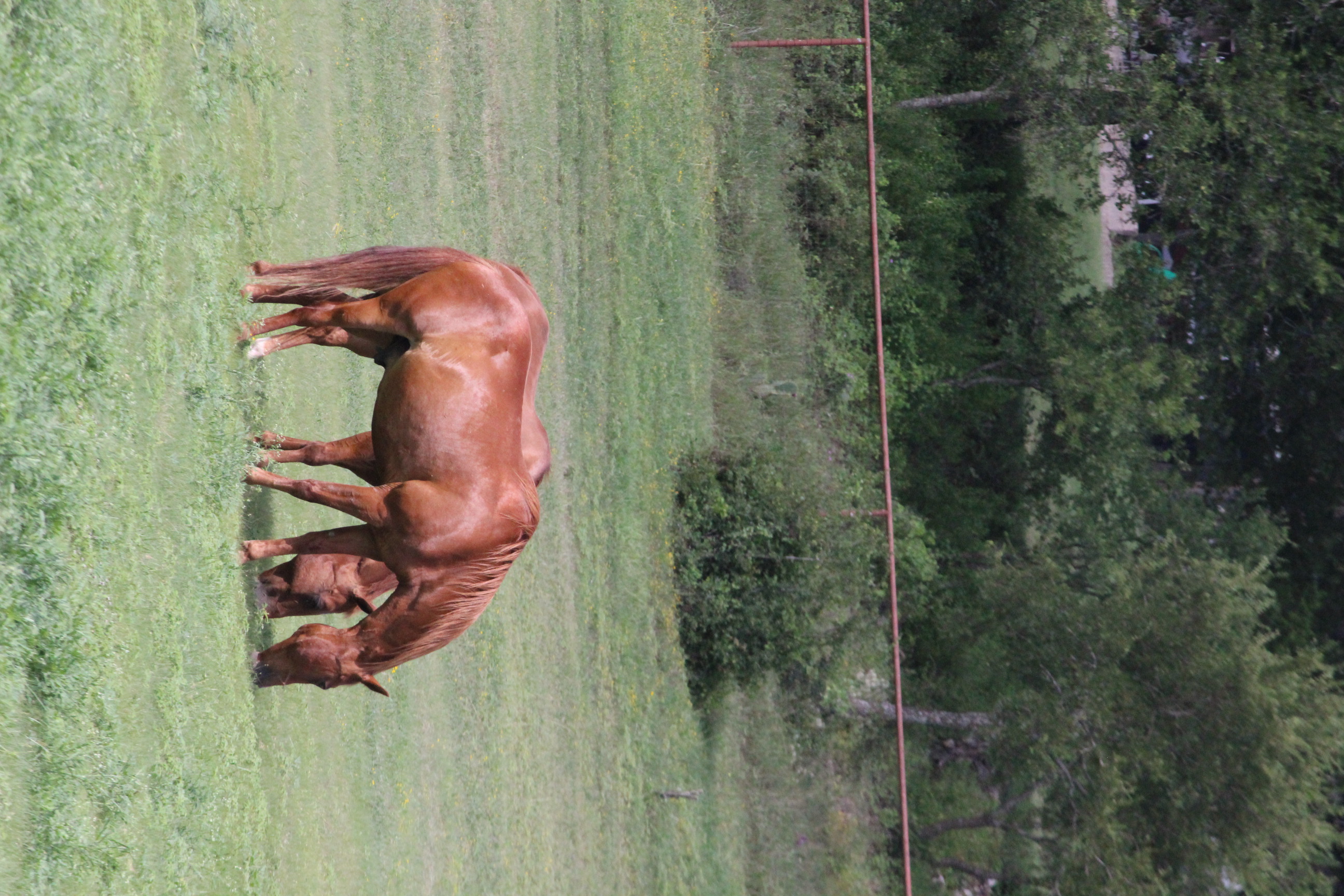 Two horses grazing in field