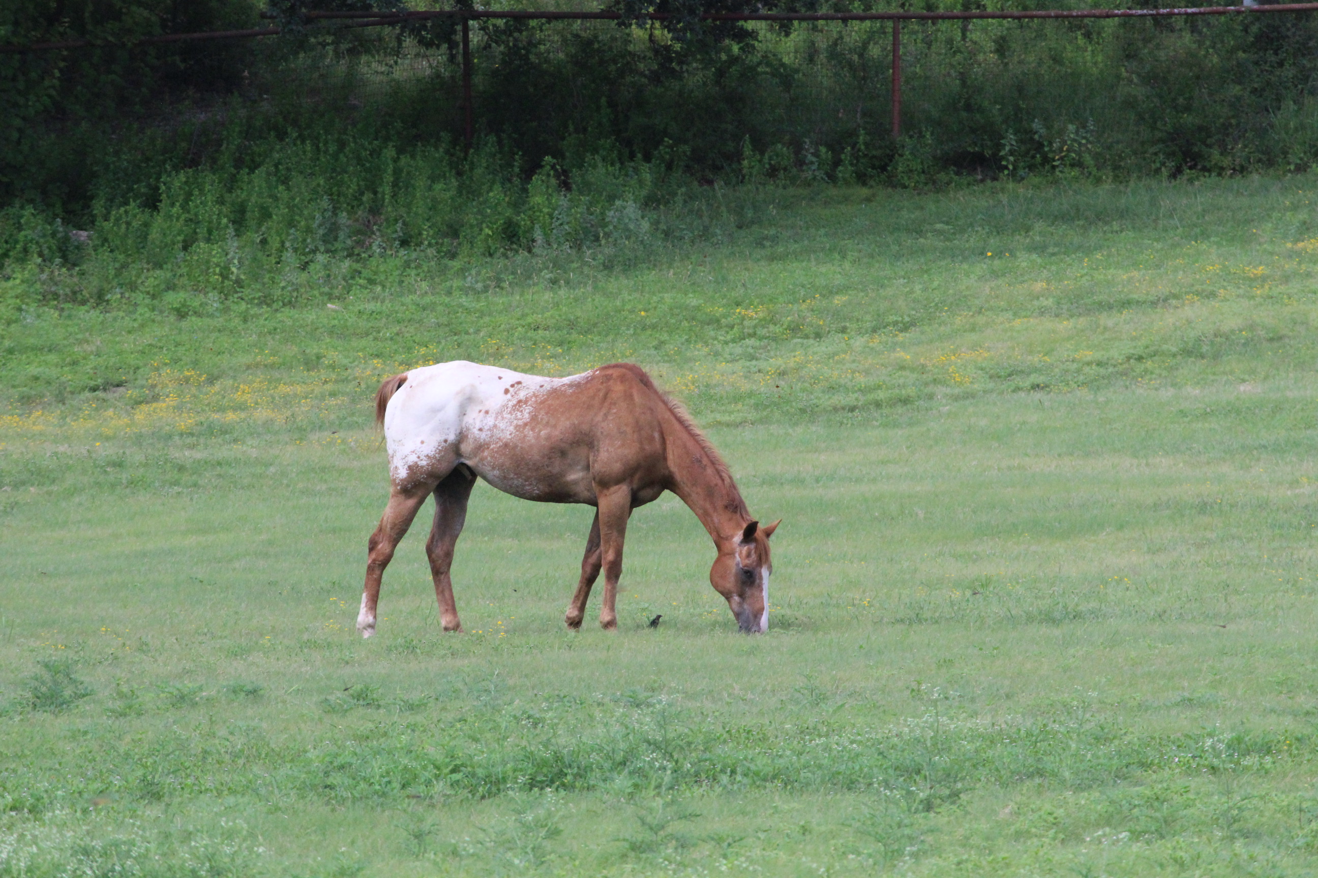Single horse grazing in field