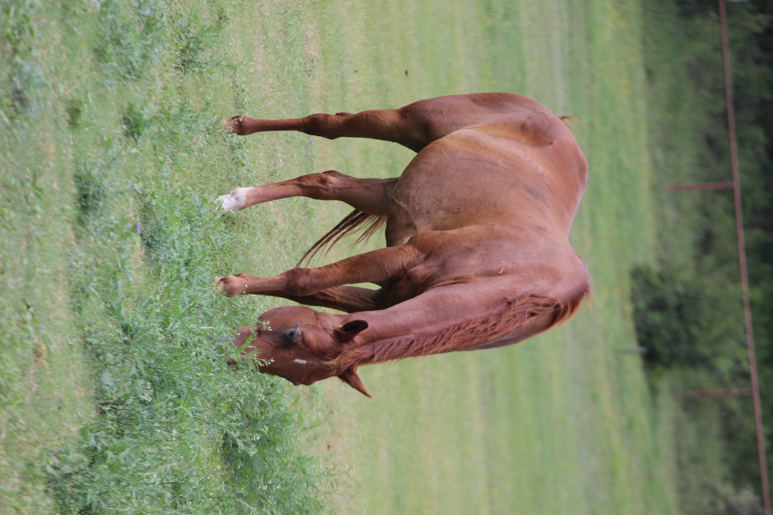 Single horse grazing in field