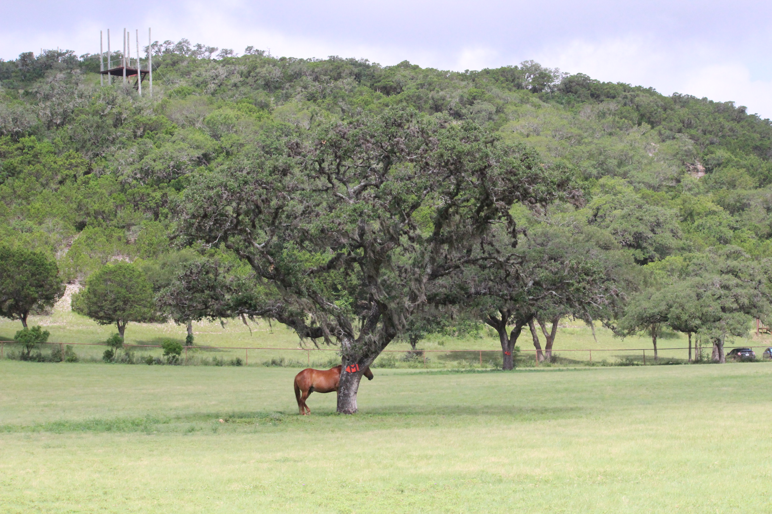 Single horse hiding behind lone tree