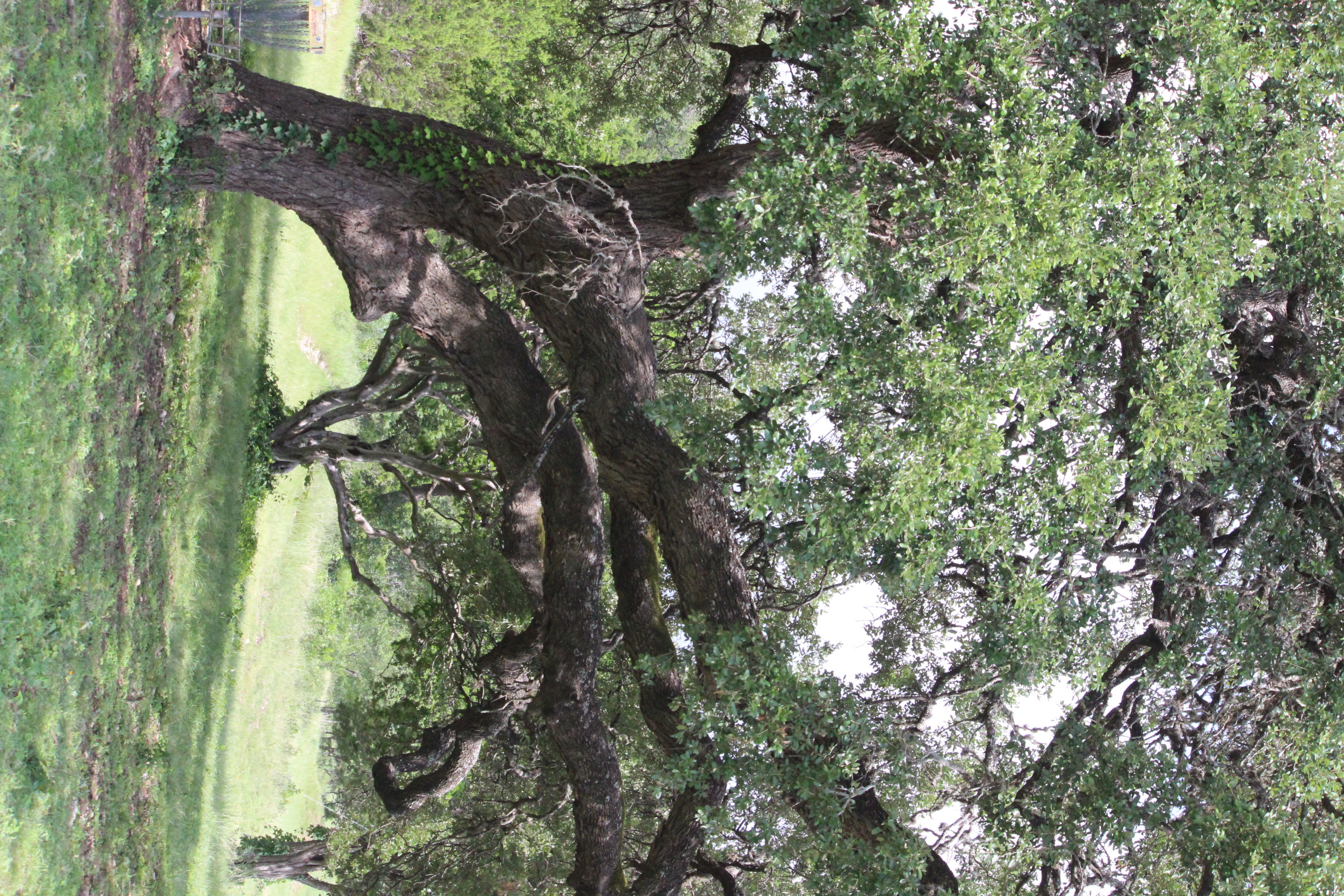 Old oak trees with massive limbs
