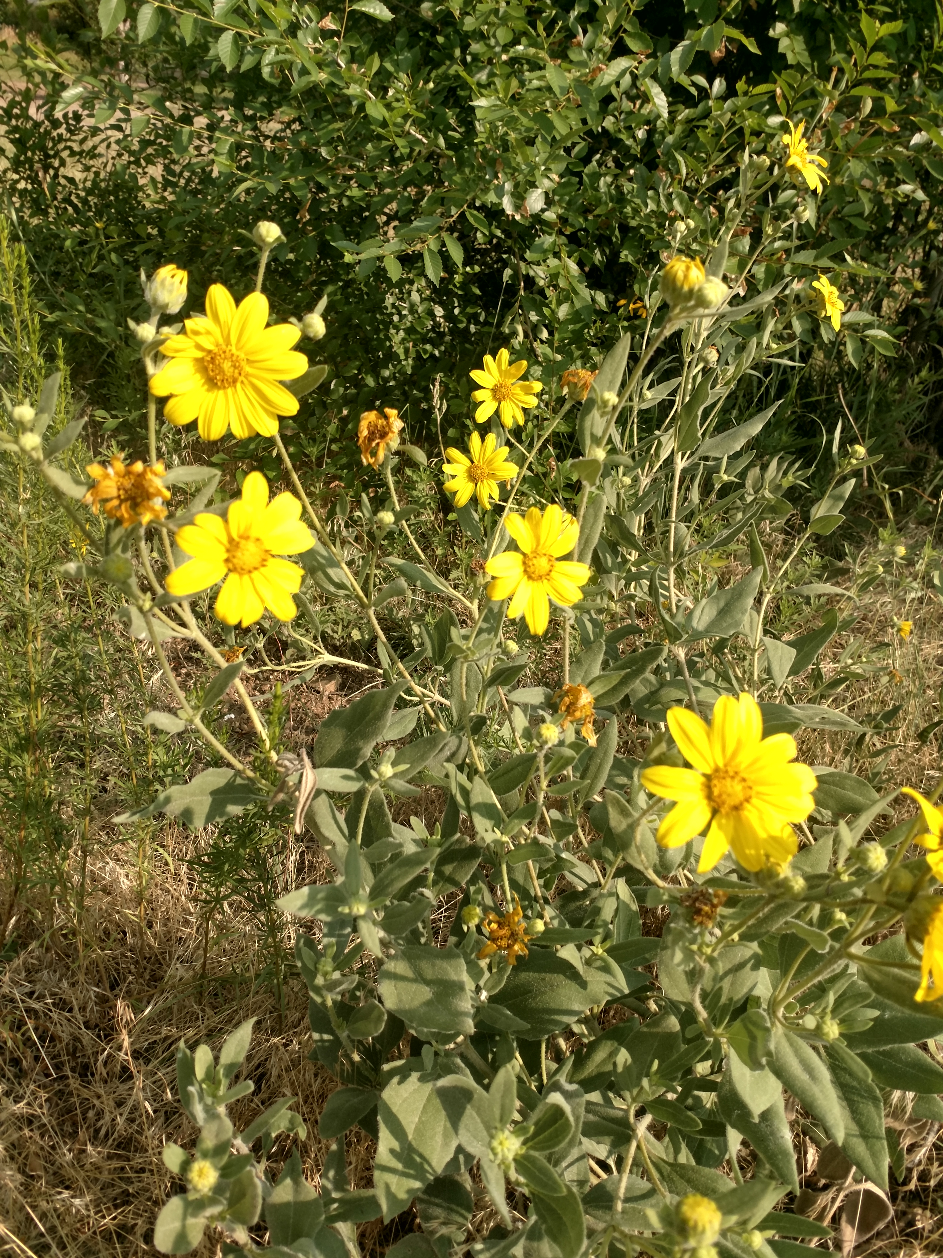 Small cluster of yellow flowers