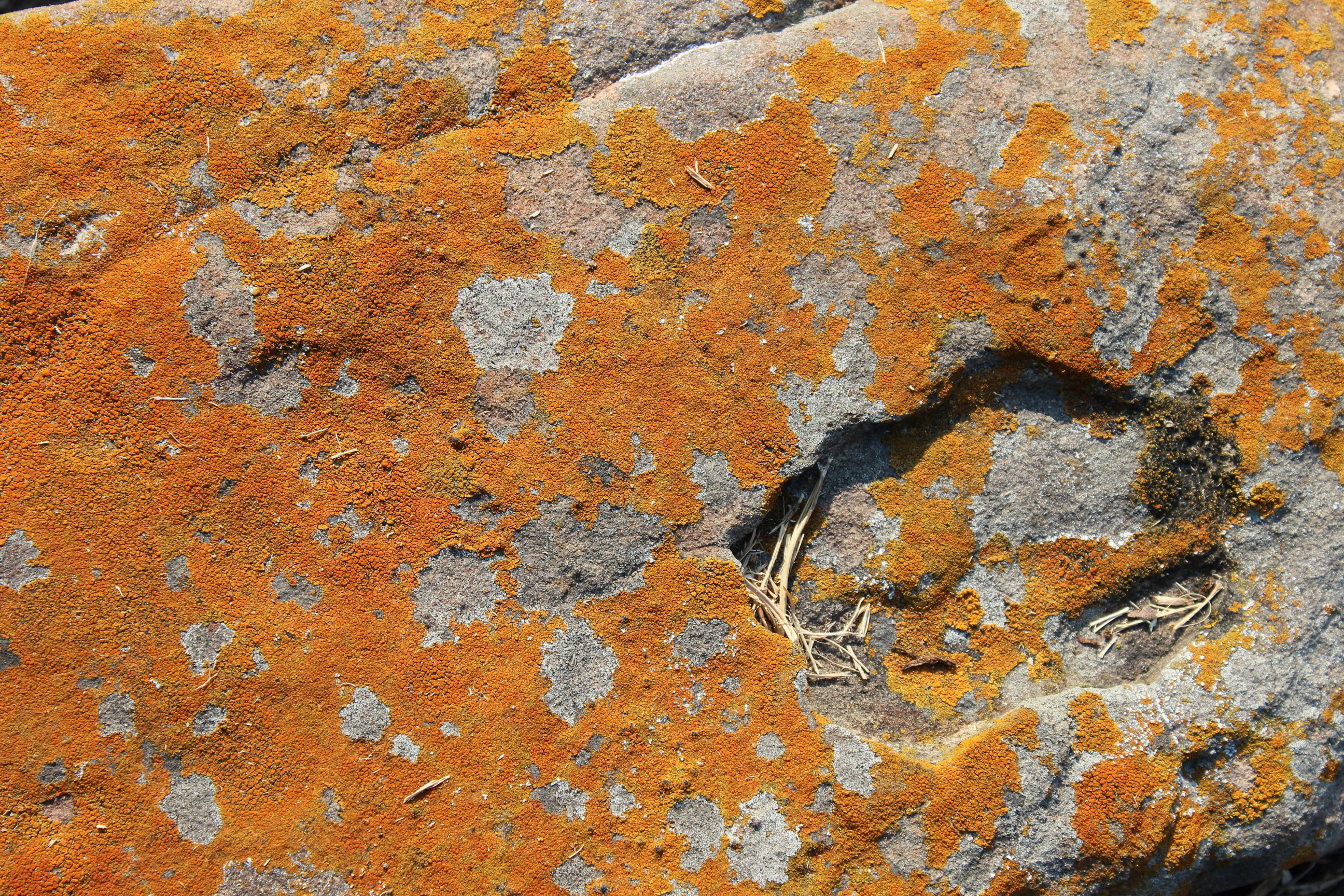 Random rock formation with lichen