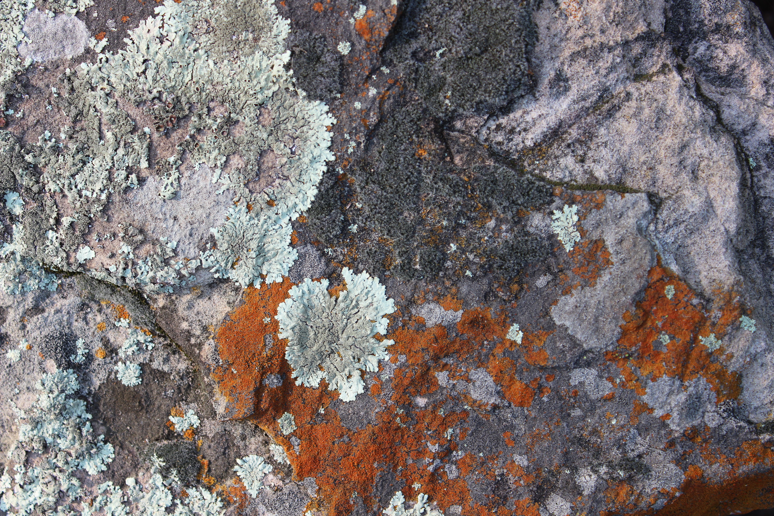 Random rock formation with lichen